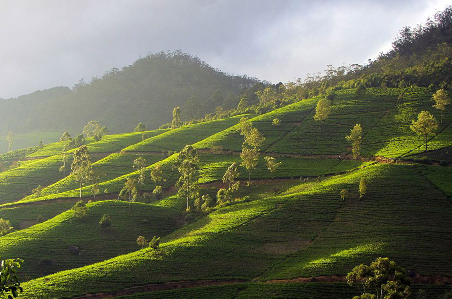 Photo Gallery | Bellwood Hills Resort & Spa – Moragolla, Sri Lanka